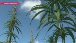 Полезная, нетоксическая, ненаркотическая: в Украине хотят открыть центр лечения коноплей Полезная, нетоксическая, ненаркотическая: в Украине хотят открыть центр лечения коноплей