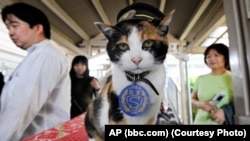 Кошка Тама работала начальником станции до "последнего вздоха"