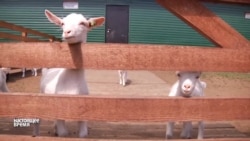 Дауншифтинг по-красноярски Дауншифтинг по-красноярски