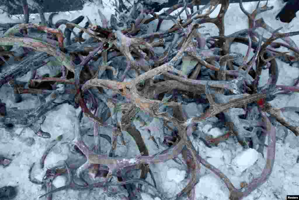 Перед тем, как забить слабых животных, оленеводы у многих из них отпиливают рога – они ценятся на рынке, и олени их все равно сбрасывают