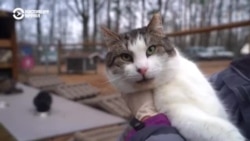 Балтия: приют для собак и кошек, где никого не убивают Балтия: приют для собак и кошек, где никого не убивают