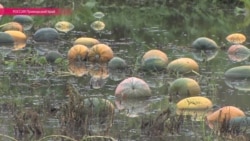 После потопа: как выживает отрезанное село Кроуновка в Приморье После потопа: как выживает отрезанное село Кроуновка в Приморье