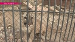 Скандал в зоопарке: от чего умерли шесть редких барсов Скандал в зоопарке: от чего умерли шесть редких барсов