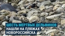После разлива мазута в Черном море волонтеры находят мертвыми краснокнижных дельфинов  После разлива мазута в Черном море волонтеры находят мертвыми краснокнижных дельфинов