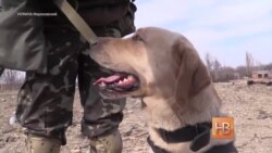 Лабрадор Лорд - член саперной бригады в Дебальцево Лабрадор Лорд - член саперной бригады в Дебальцево