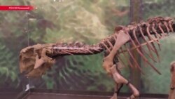 В Кемеровской области археологи ищут симметродонтов и пситтакозавров В Кемеровской области археологи ищут симметродонтов и пситтакозавров