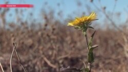 Гектар родины в обмен на паспорт: казахи-эмигранты готовы вернуться домой только за участки земли Гектар родины в обмен на паспорт: казахи-эмигранты готовы вернуться домой только за участки земли