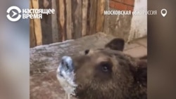 "Почему-то считается, что можно завести волка". С 2020 года держать в домах диких животных будет запрещено "Почему-то считается, что можно завести волка". С 2020 года держать в домах диких животных будет запрещено