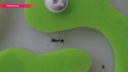 Зачем мирмикиперу Королева и няньки Зачем мирмикиперу Королева и няньки