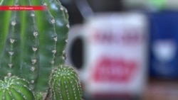 Как "Заноза" стала "Кактусом", и заплатит ли издание $350 тысяч президенту Как "Заноза" стала "Кактусом", и заплатит ли издание $350 тысяч президенту