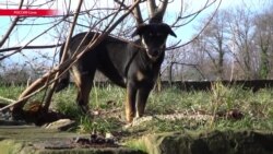 Зоозачистка по-сочински: к чемпионату мира по футболу в России истребляют бездомных собак Зоозачистка по-сочински: к чемпионату мира по футболу в России истребляют бездомных собак