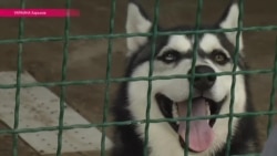 Дом для животных-переселенцев Дом для животных-переселенцев