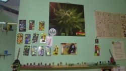 В Грузии подготовили законопроект, разрешающий выращивать коноплю В Грузии подготовили законопроект, разрешающий выращивать коноплю