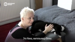 Австрийцы спасают бездомных животных из других стран Австрийцы спасают бездомных животных из других стран