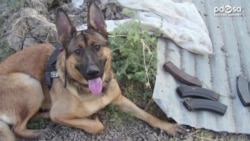 Лукка - хвостатый ветеран с медалью Марии Дикин Лукка - хвостатый ветеран с медалью Марии Дикин