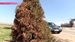 Ёлки повышенной зелености: в Бишкеке покрасили деревья к саммиту СНГ Ёлки повышенной зелености: в Бишкеке покрасили деревья к саммиту СНГ