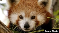 Панда в зоопарке Смитсониан