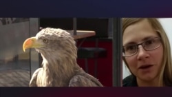 Как орлица Мин растратила в Иране бюджет на СМС орнитологам Как орлица Мин растратила в Иране бюджет на СМС орнитологам