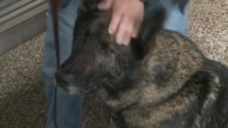 Пенсия четвероногого рядового: старый напарник, место на диване и много игрушек Пенсия четвероногого рядового: старый напарник, место на диване и много игрушек