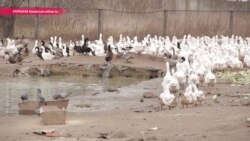 Почему украинцам не позволяют распоряжаться своей собственностью Почему украинцам не позволяют распоряжаться своей собственностью