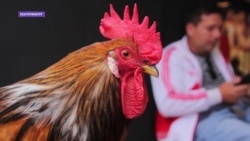 Как Бальтаруссия из Екатеринбурга стал двойником петуха-символа сборной Франции Как Бальтаруссия из Екатеринбурга стал двойником петуха-символа сборной Франции