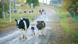 Открытый урок: педагогический эксперимент в деревне Дойная Открытый урок: педагогический эксперимент в деревне Дойная