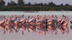 Сломанные ребра и поджоги. Как охотники и экологи дерутся за "Тузловские лиманы" Сломанные ребра и поджоги. Как охотники и экологи дерутся за "Тузловские лиманы"