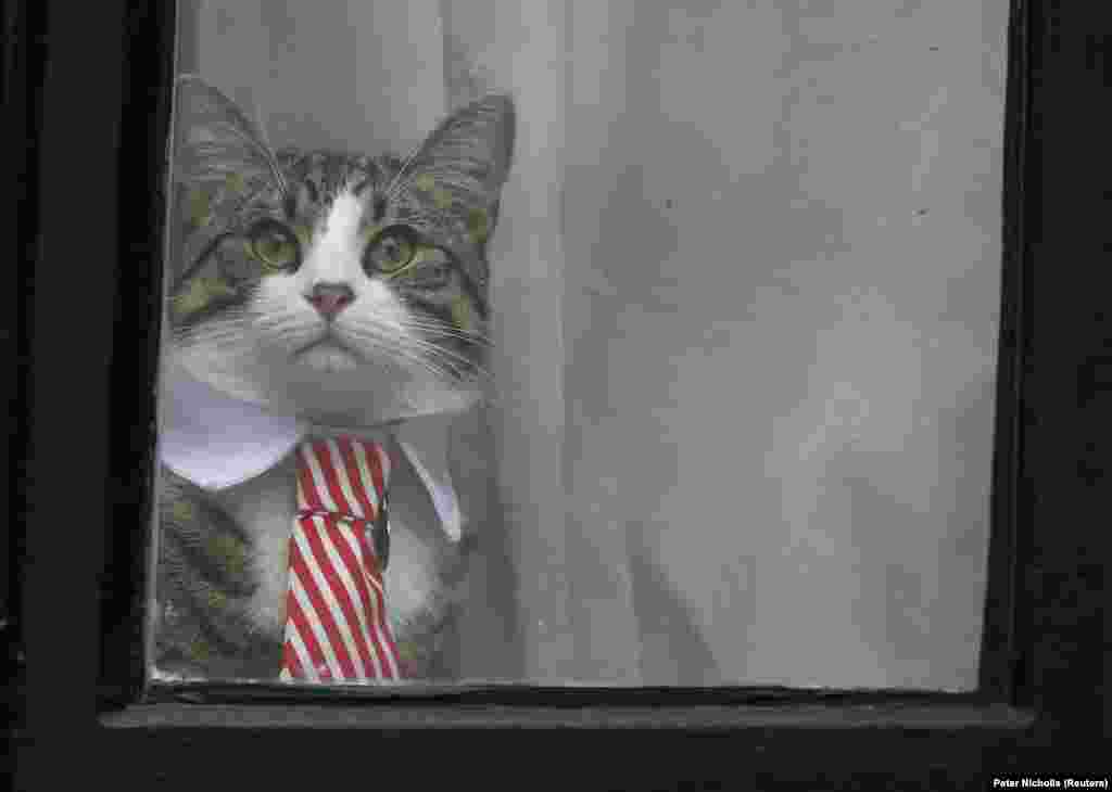 А это – кот Джулиана Ассанжа, основателя Wikileaks. В ноябре этого года его хозяина впервые допрашивали шведские прокуроры по делу об изнасиловании, которое ведут уже шесть лет, хотя формального обвинения ему до сих пор и не предъявили. С 2012 года 45-летний Ассанж находится в посольстве Эквадора. Он опасается, что полиция его арестует и выдаст Швеции, которая, убежден он, в свою очередь экстрадирует его в США. В Америке по делу о публикациях Wikileaks сведений, содержащих гостайну, ему может грозить смертная казнь