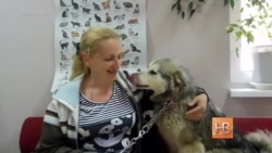 Донецкие приюты ищут хозяев собакам из зоны АТО Донецкие приюты ищут хозяев собакам из зоны АТО