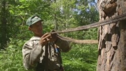 Неизвестная Россия: как в Башкирии добывают дикий мед Неизвестная Россия: как в Башкирии добывают дикий мед