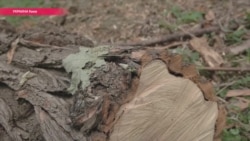 "Видовое окно" вместо зелени: кто отправил на дрова 163 дерева в историческом Киеве? "Видовое окно" вместо зелени: кто отправил на дрова 163 дерева в историческом Киеве?