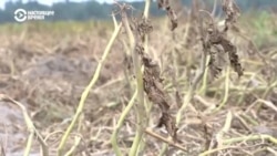 Кыргызстан страдает от рекордной засухи Кыргызстан страдает от рекордной засухи