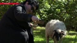 Почему жители грузинского Телави хотят выбрать овцу в мэры Почему жители грузинского Телави хотят выбрать овцу в мэры