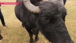 Зачем буйвола Мишу заставляют жевать камыш на берегу Дуная Зачем буйвола Мишу заставляют жевать камыш на берегу Дуная