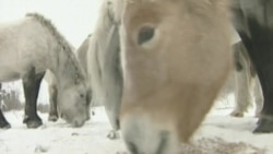 Российский эколог воссоздает в Сибири экосистему Ледникового периода Российский эколог воссоздает в Сибири экосистему Ледникового периода