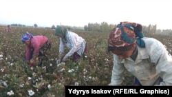 Сбор хлопка