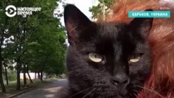 "Человек помощи попросит, а котик будет тихонько сидеть и умирать!" Пенсионерка из Харькова спасает животных от войны "Человек помощи попросит, а котик будет тихонько сидеть и умирать!" Пенсионерка из Харькова спасает животных от войны