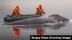 Спасение гренландского кита на Шантарских островах в Охотском море, фото Сергея Доли