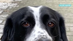 Пес Купата – звезда соцсетей и уже заслужил собственную будку Пес Купата – звезда соцсетей и уже заслужил собственную будку