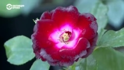 Как фермеры из Кыргызстана вырастили сад среди пустыни Как фермеры из Кыргызстана вырастили сад среди пустыни