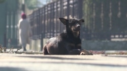 Обыкновенная жестокость. Спецрепортаж об отлове и отстреле бродячих животных в Центральной Азии Обыкновенная жестокость. Спецрепортаж об отлове и отстреле бродячих животных в Центральной Азии