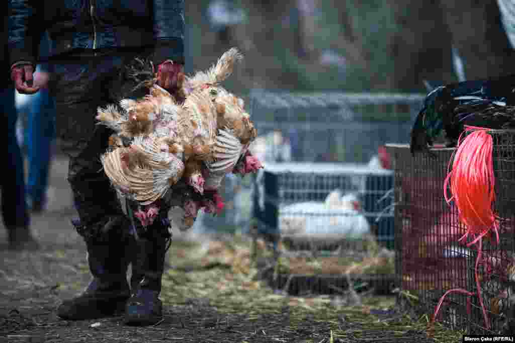 На курином рынке в городе Вучитрн было особенно оживленно. Фото – Блерон Чака