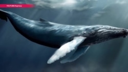 "Синий кит" или цензура – почему власти Казахстана хотят перенести серверы соцсетей "Синий кит" или цензура – почему власти Казахстана хотят перенести серверы соцсетей