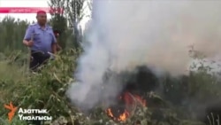 Жители Кыргызстана под присмотром милиционеров косят и жгут марихуану Жители Кыргызстана под присмотром милиционеров косят и жгут марихуану