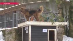 Почему собакам в латышских приютах никогда не дают имена Почему собакам в латышских приютах никогда не дают имена