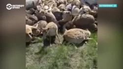 В Казахстане "утилизируют" краснокнижных сайгаков: живых хоронят вместе с мертвыми В Казахстане "утилизируют" краснокнижных сайгаков: живых хоронят вместе с мертвыми