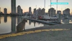 Морские путешественники из России застряли в Бразилии из-за пандемии Морские путешественники из России застряли в Бразилии из-за пандемии