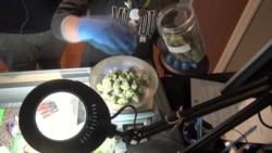 Как получить право на марихуану Как получить право на марихуану