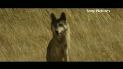 "Тотем волка" "Тотем волка"