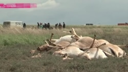 Сайгаки гибнут за "Прогресс"? Сайгаки гибнут за "Прогресс"?